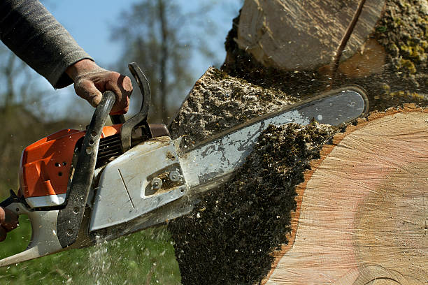 Dead Tree Removal in East Dublin, GA